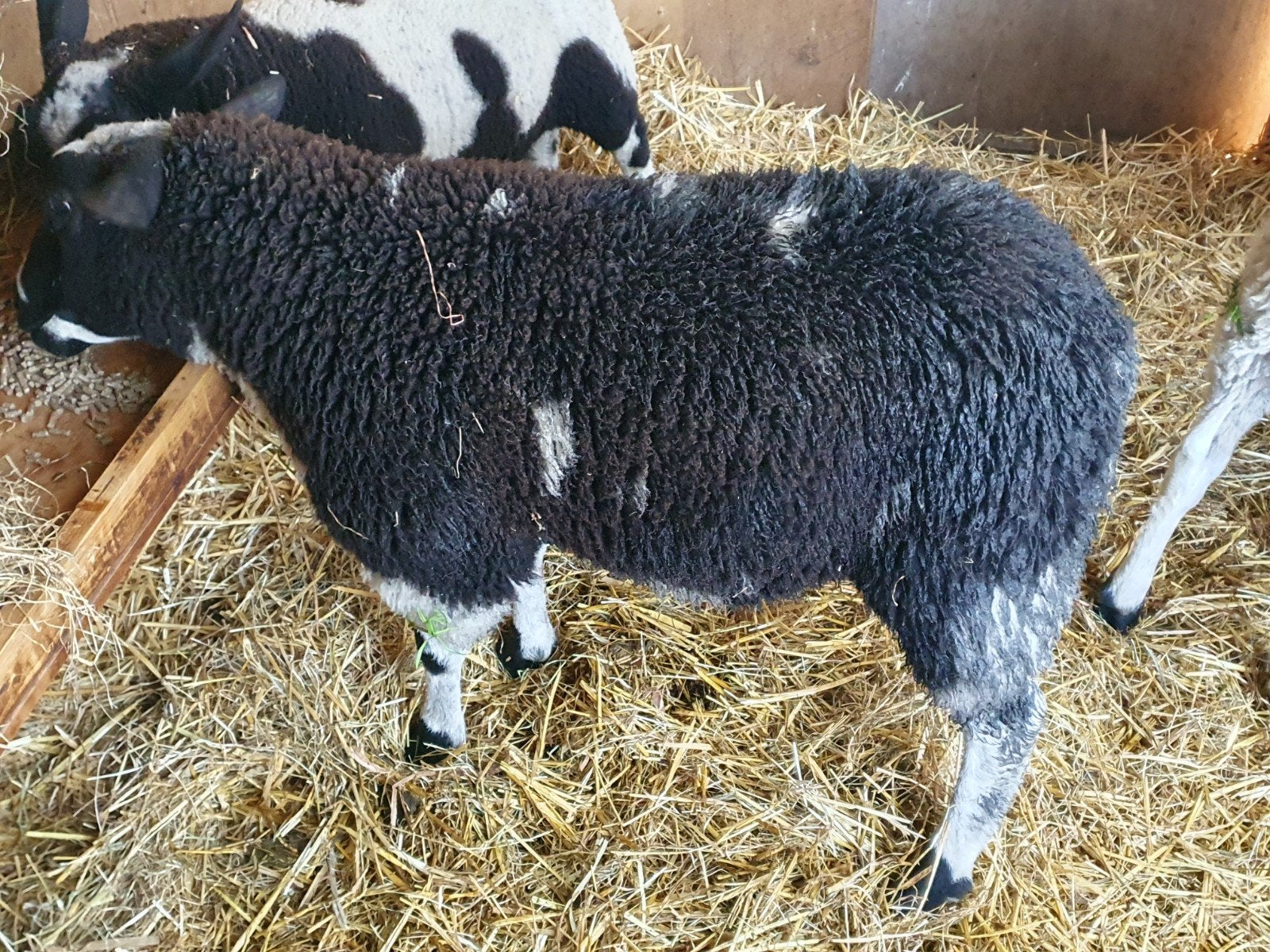 Te koop  2 Rammen, Dieren en Toebehoren, Schapen, Geiten en Varkens, Mannelijk, Schaap