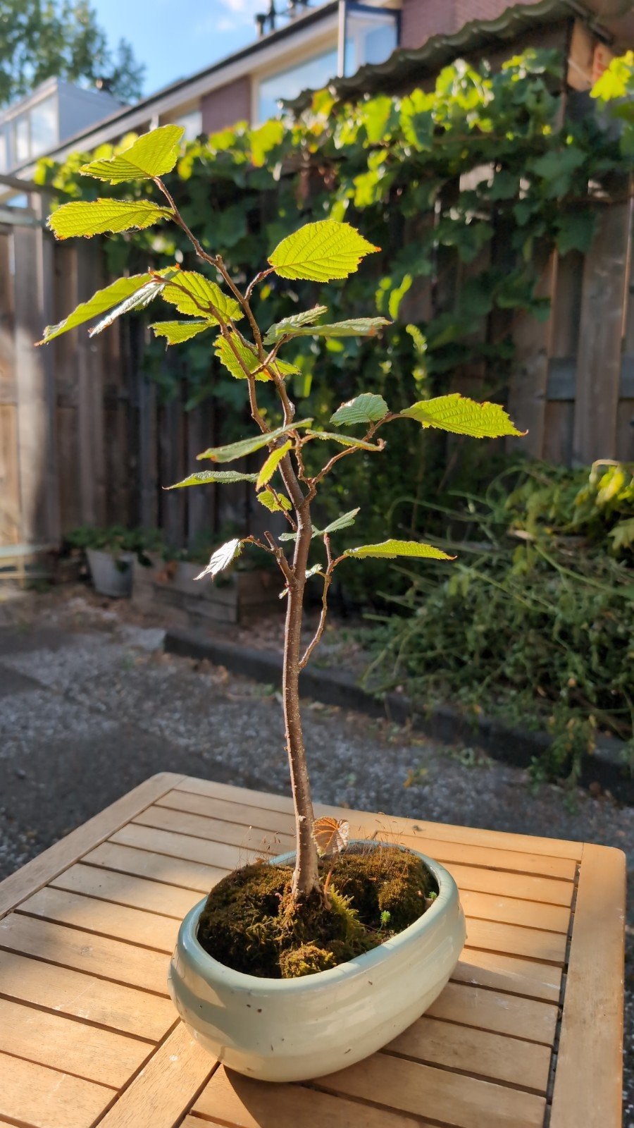 Corylus avellana (Hazelaar) Bonsai, Tuin en Terras, Vaste plant, Halfschaduw, Lente, Ophalen