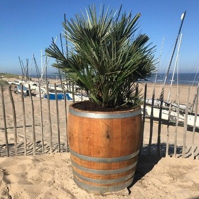 Wijnvaten beplant met mooie olijfbomen en palmen, Tuin en Terras, Ophalen of Verzenden, Vaste plant