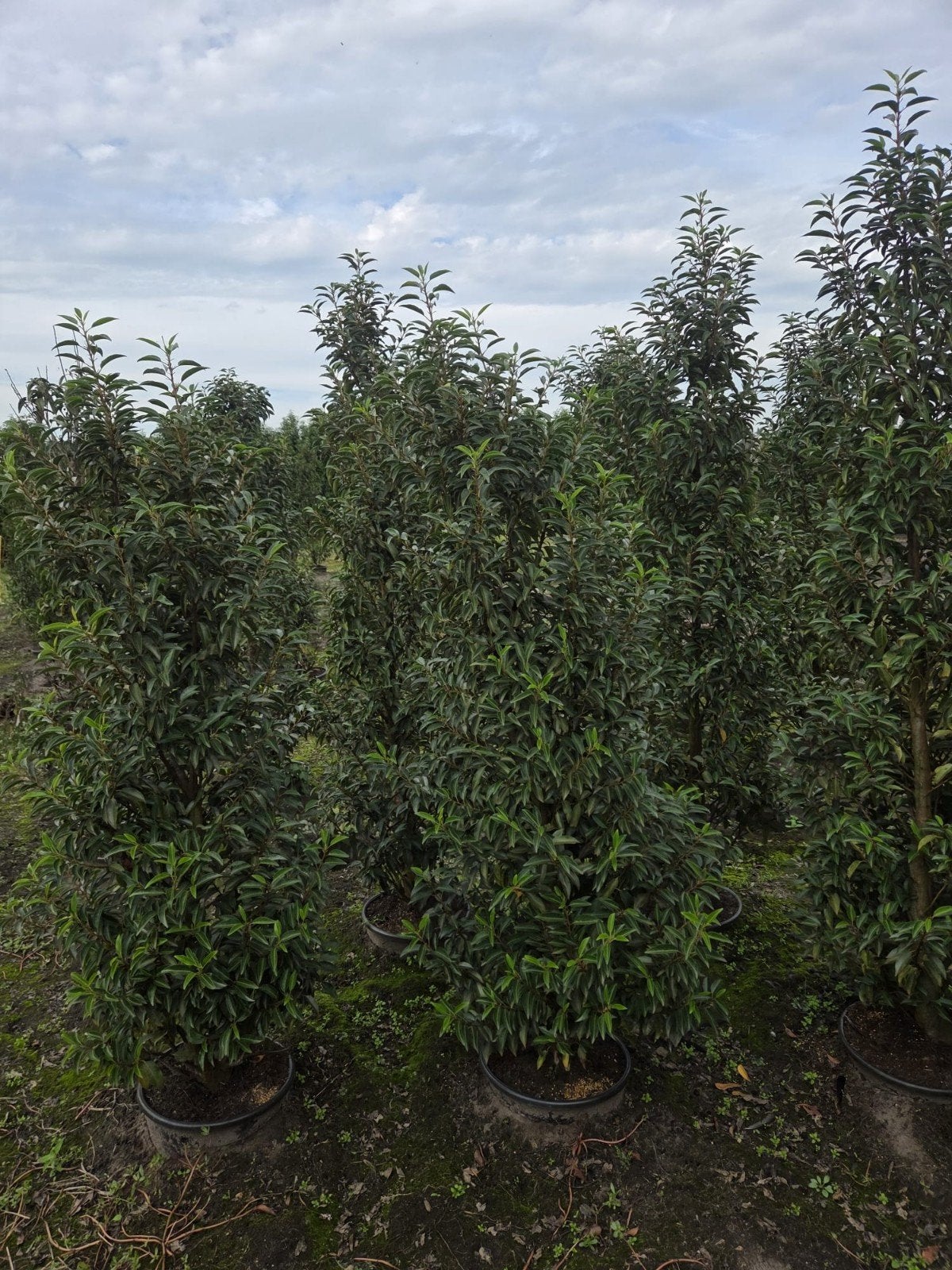 Portugese laurier lusitanica angustifolia, Ophalen of Verzenden, Laurier, Haag, 100 tot 250 cm