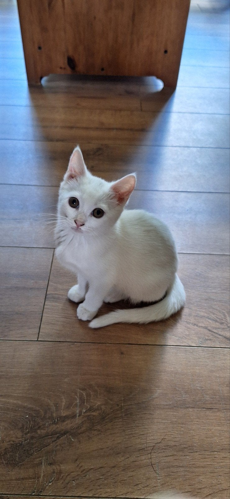 Kitten kruising Snow Lynx Bengaal /Britse korthaar, Dieren en Toebehoren, Poes, Ontwormd