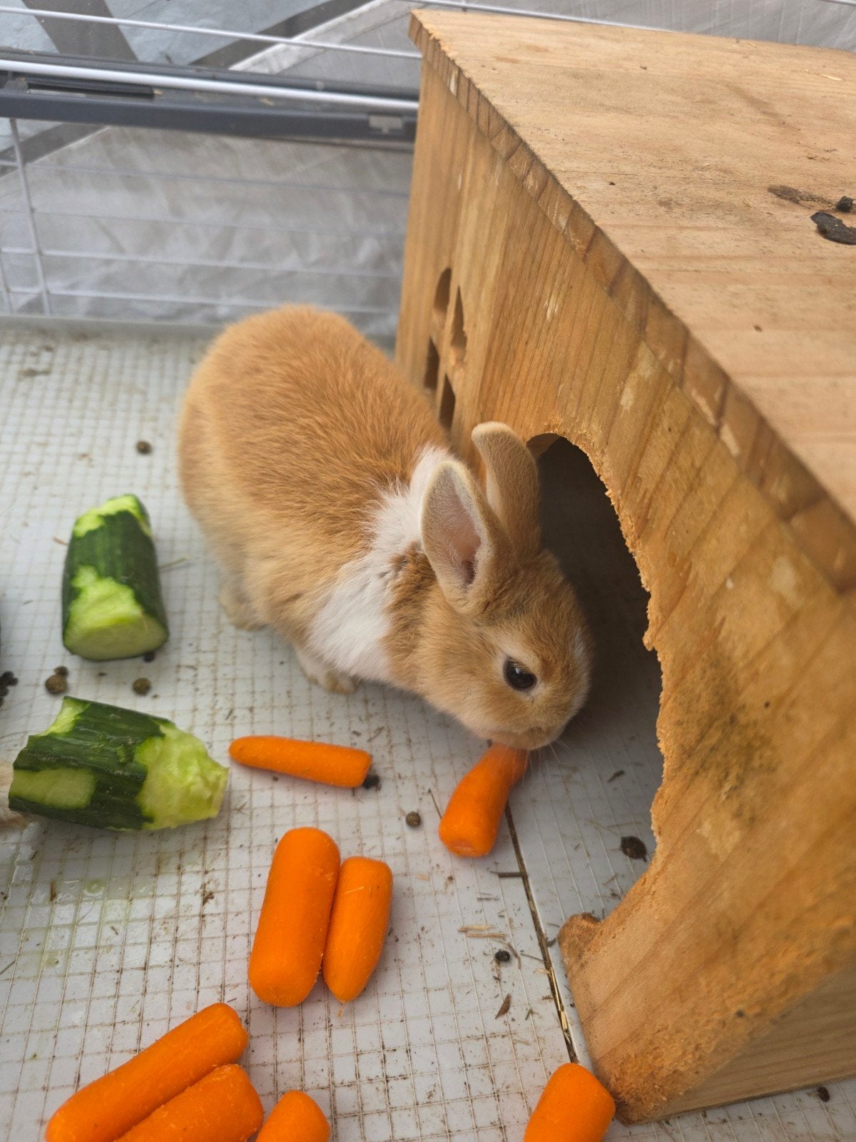 Schattige Bobo zoekt een liefdevol thuis!, Augustus, Mannelijk, Overige typen, Tam