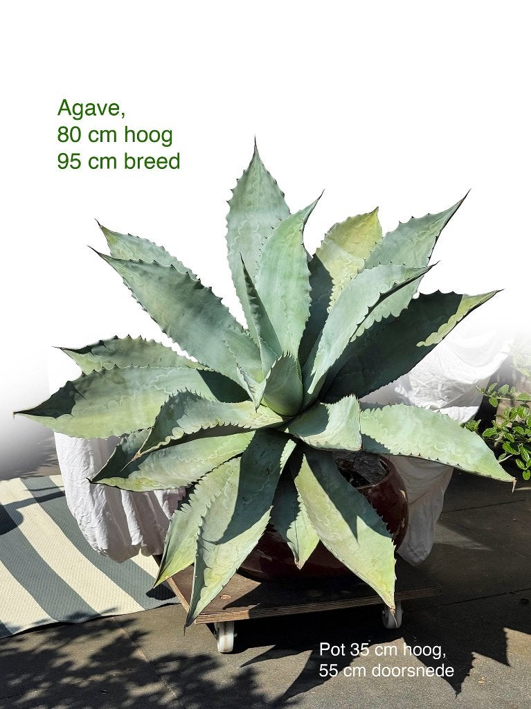 Agave, Volle zon, Vaste plant, Bloeit niet, Ophalen