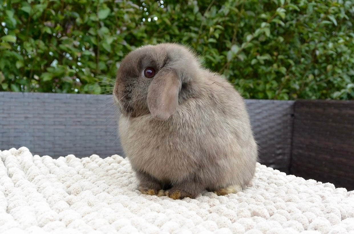 Prachtig minilop voedstertje zoekt knuffelhuisje, Dieren en Toebehoren, Vrouwelijk, Dwerg, Hangoor, 0 tot 2 jaar