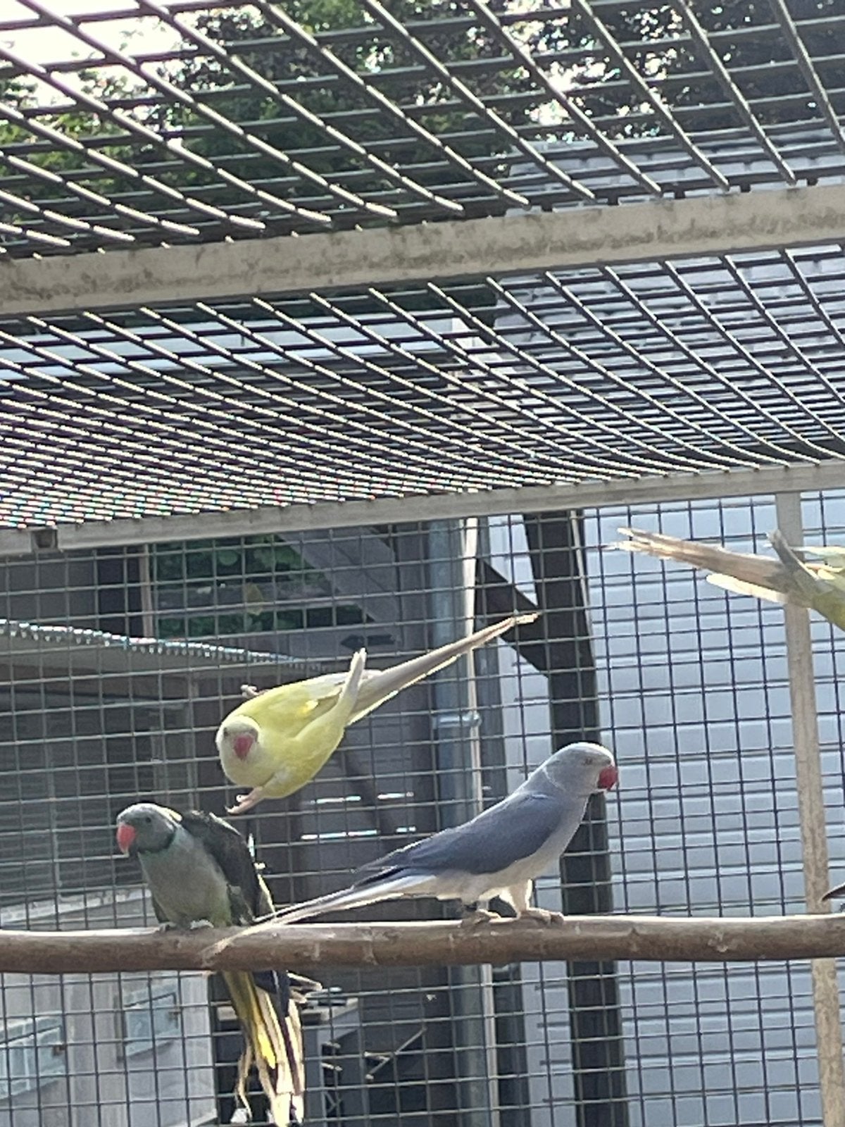 Halsbanden., Meerdere dieren, Parkiet