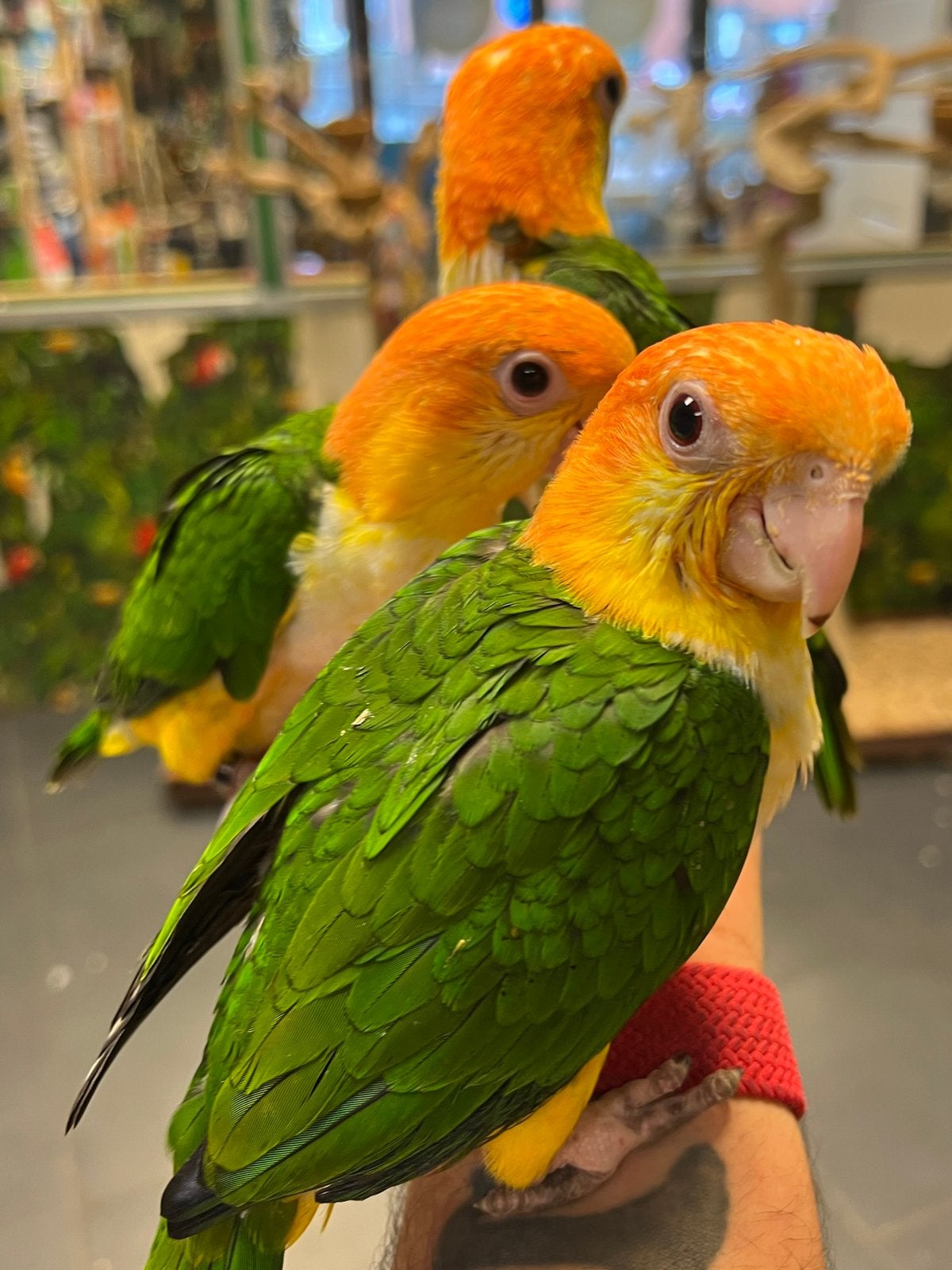 Jonge roestkop caique’s, Meerdere dieren, Papegaai, Pratend