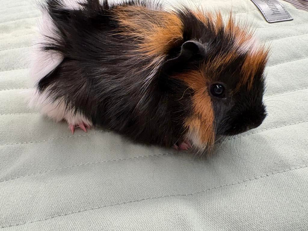 Jonge cavia beertjes beschikbaar voor koppeling, Dieren en Toebehoren, Cavia, April, Mannelijk, Tam