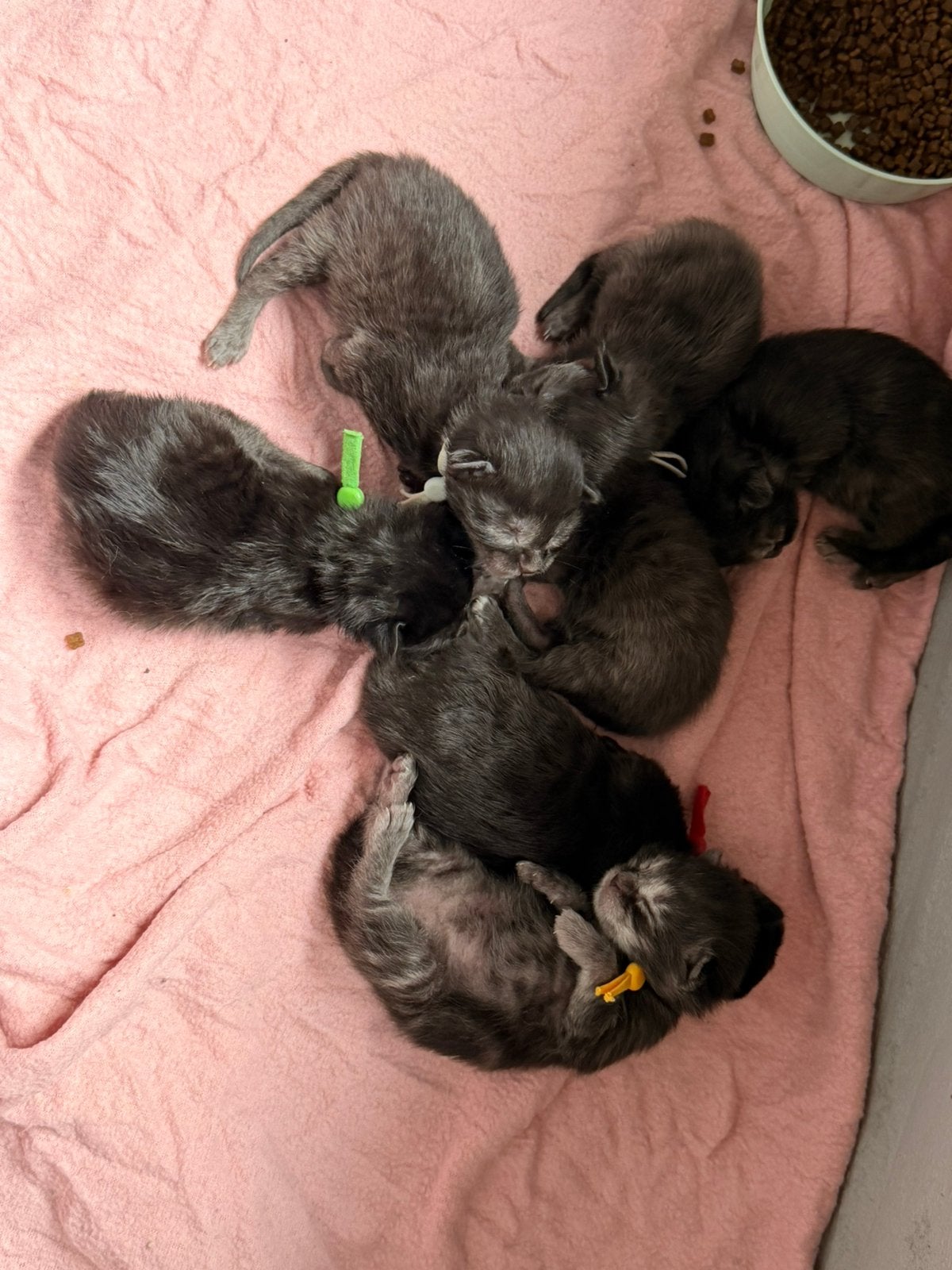 Maine Coon x Ragdoll - kittens - liefdevol grootgebracht, Dieren en Toebehoren, Katten en Kittens | Raskatten | Langhaar, Meerdere dieren