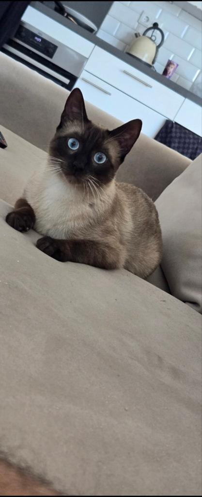 Simeees kat kort haar. Beide ouders zijn siamees, Dieren en Toebehoren, Katten en Kittens | Raskatten | Korthaar, Kater, 0 tot 2 jaar