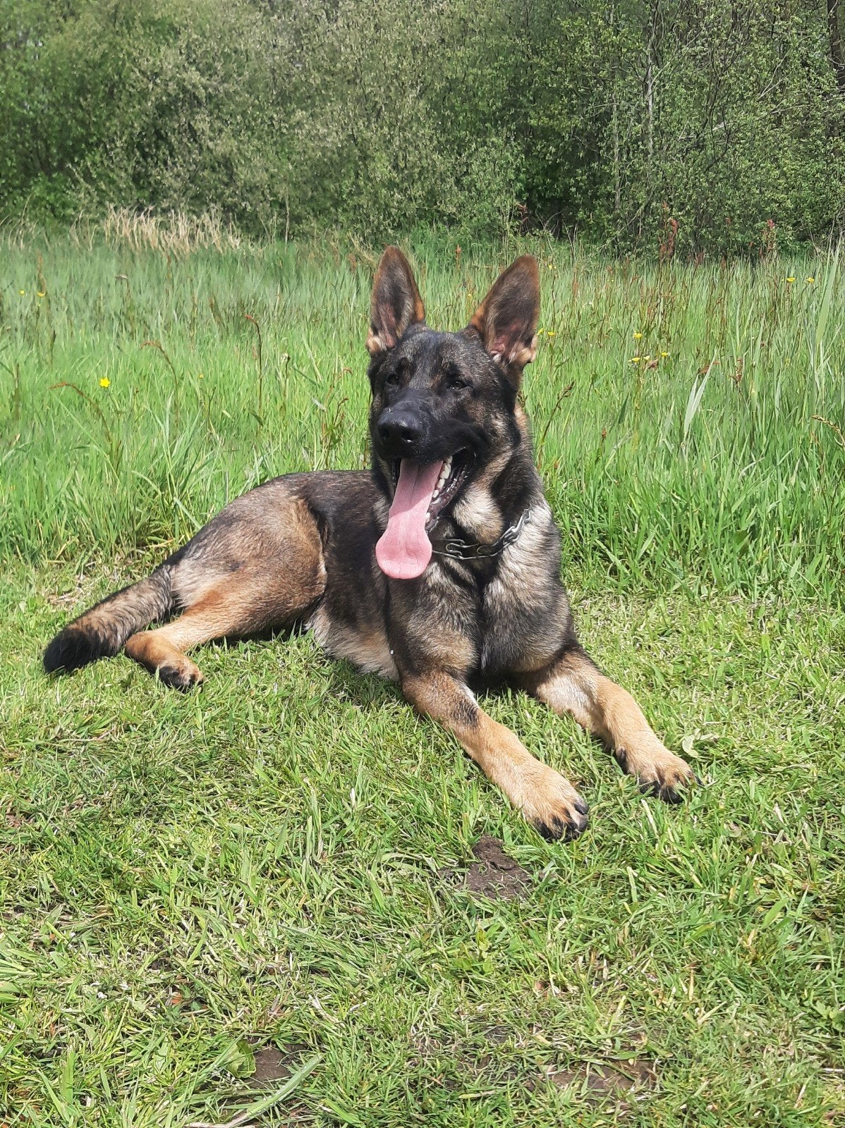 raszuivere Duitse Herder reu, Reu, Parvo, Eén hond, 3 tot 5 jaar