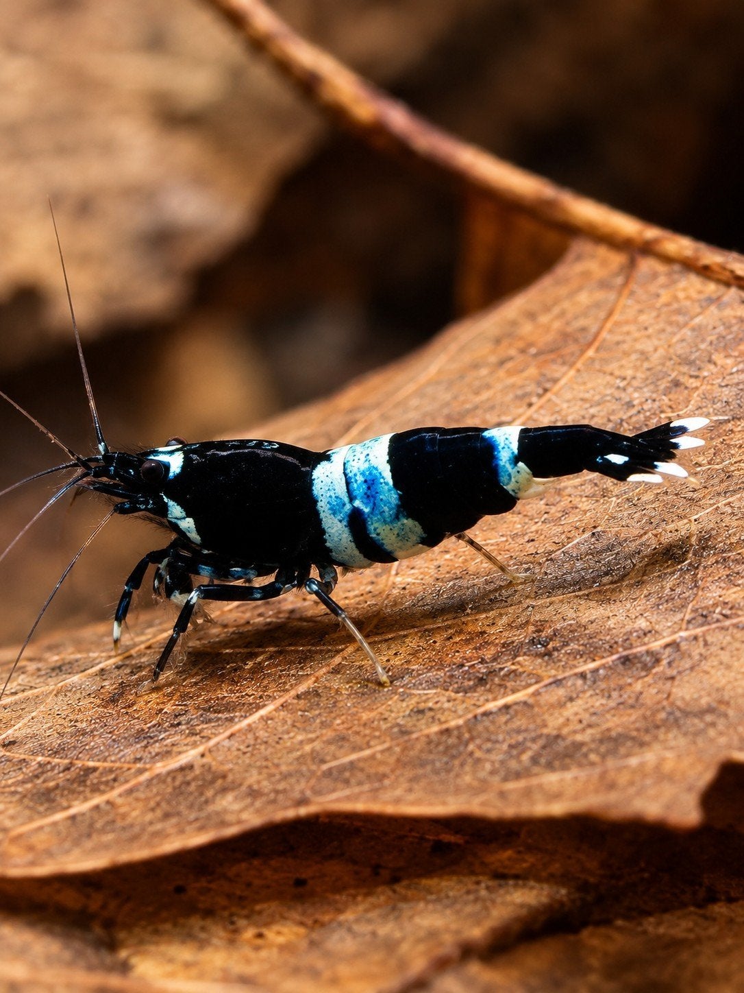 Blue Panda Caridina garnalen te koop, Overige soorten