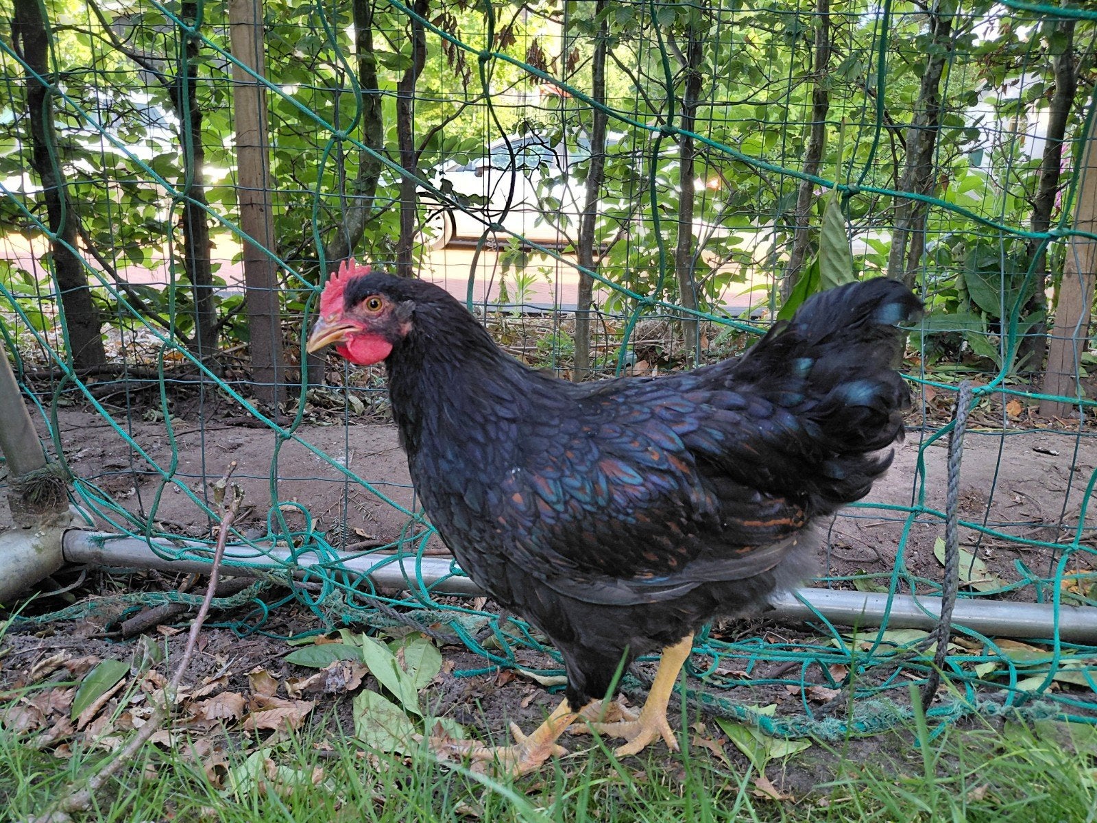Barnevelders (haantjes) (nog 1 beschikbaar)., Dieren en Toebehoren, Pluimvee, Mannelijk, Kip