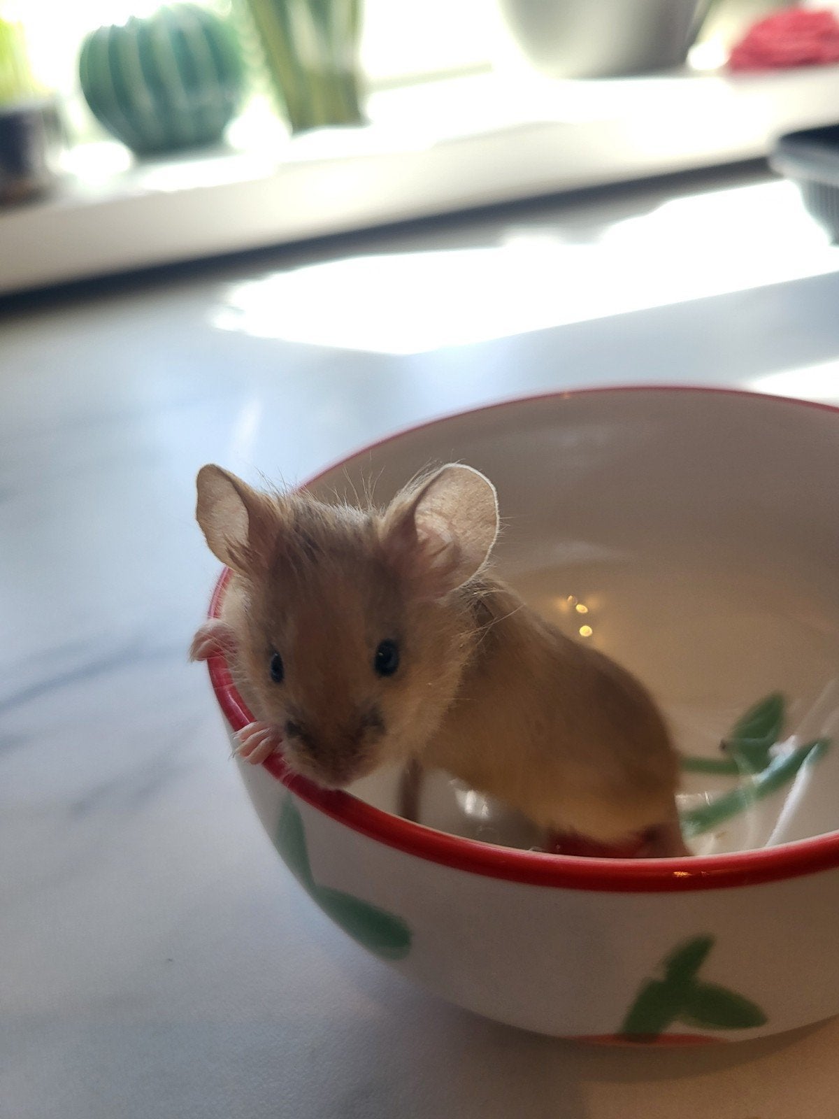 Jong kleurmuisje (man)️♂️, Dieren en Toebehoren, Muis, Mannelijk, Juli, Tam