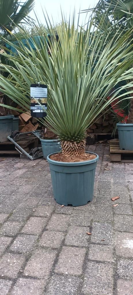 Prachtige winterharde Yucca Rostrata - 120 cm, Ophalen of Verzenden, Bloeit niet, Overige soorten, Volle zon