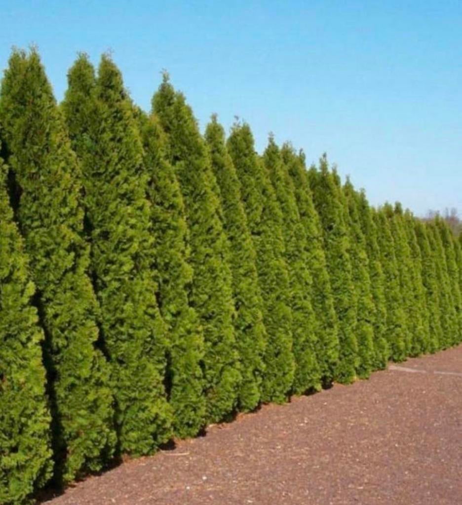 12 x Thuja Smaragd 175cm, Tuin en Terras, Ophalen of Verzenden, Bloeit niet, Overige soorten, Volle zon