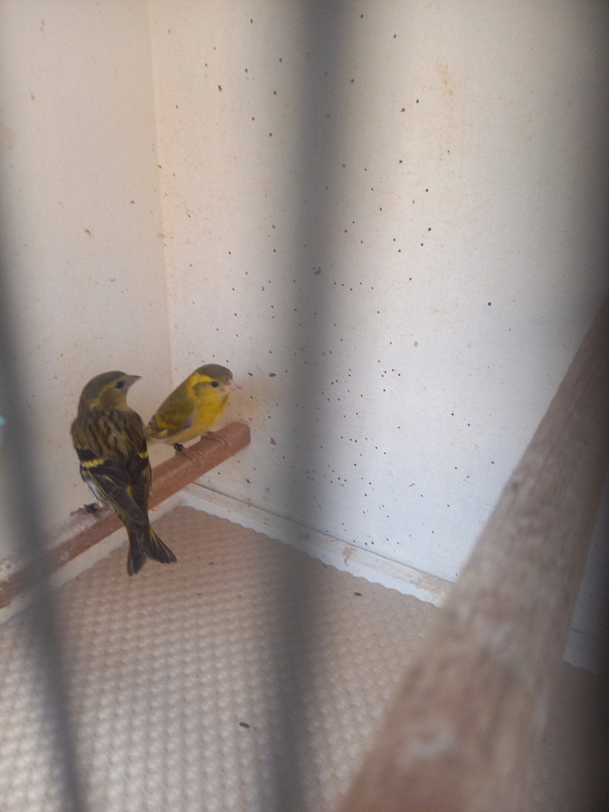 Broedkoppel sijsjes 2025, Meerdere dieren, Bastaard