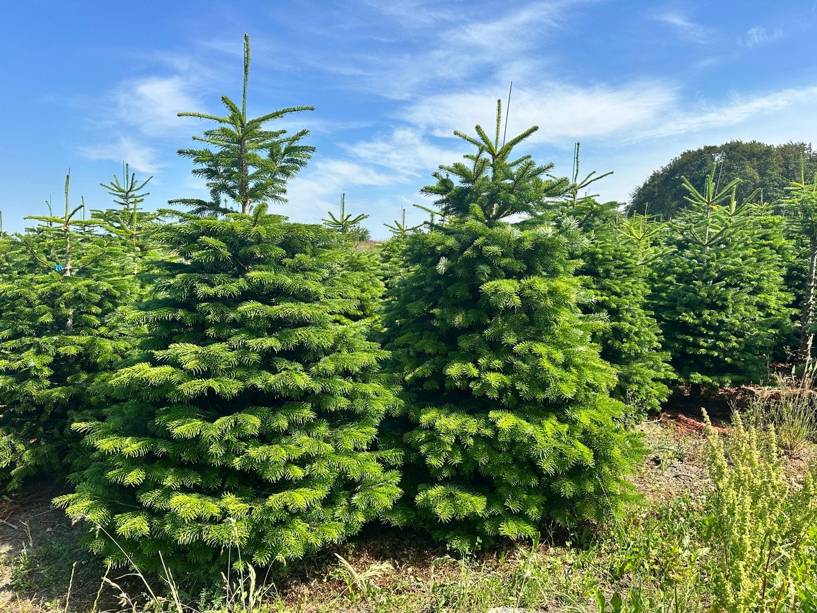 NORDMANN KERSTBOMEN Op zoek naar kwaliteit Nordmann, Volle zon, Minder dan 100 cm, Zomer, Overige soorten