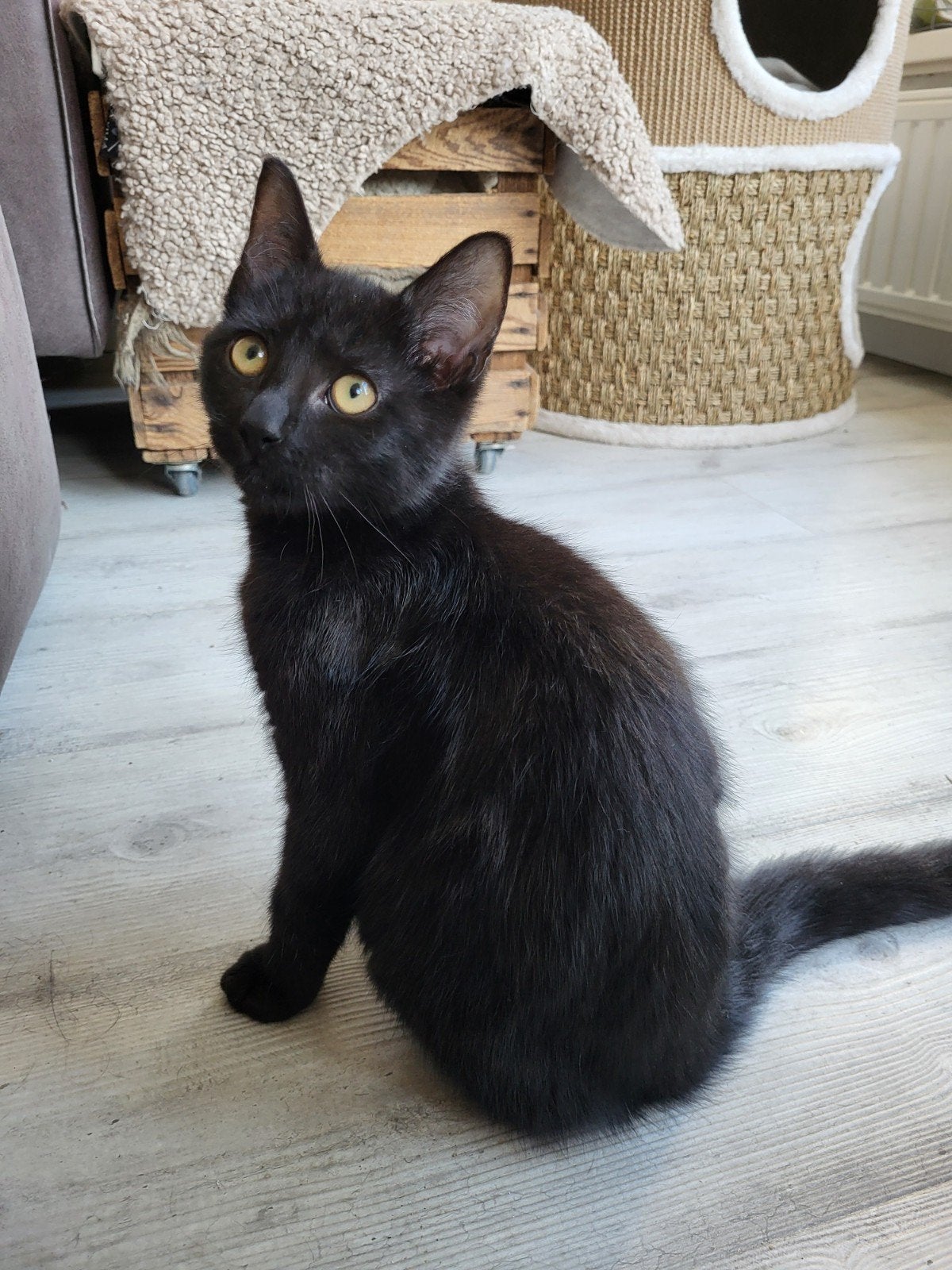 50%Ragdoll kittens, 2 zwarte katertjes., mogen verhuizen, Meerdere dieren, Kortharig, 0 tot 2 jaar