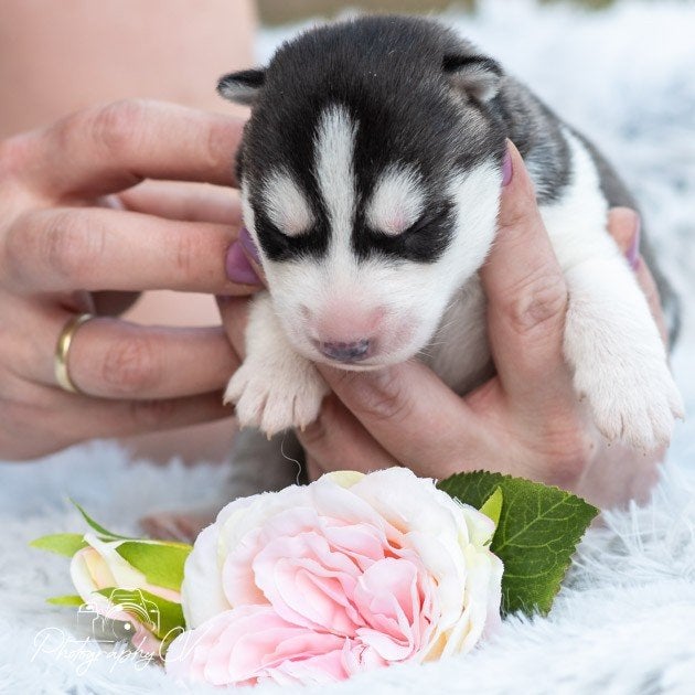 Prachtige husky pups blauwe ogen, 8 tot 15 weken, Poolhond, Meerdere, Meerdere dieren