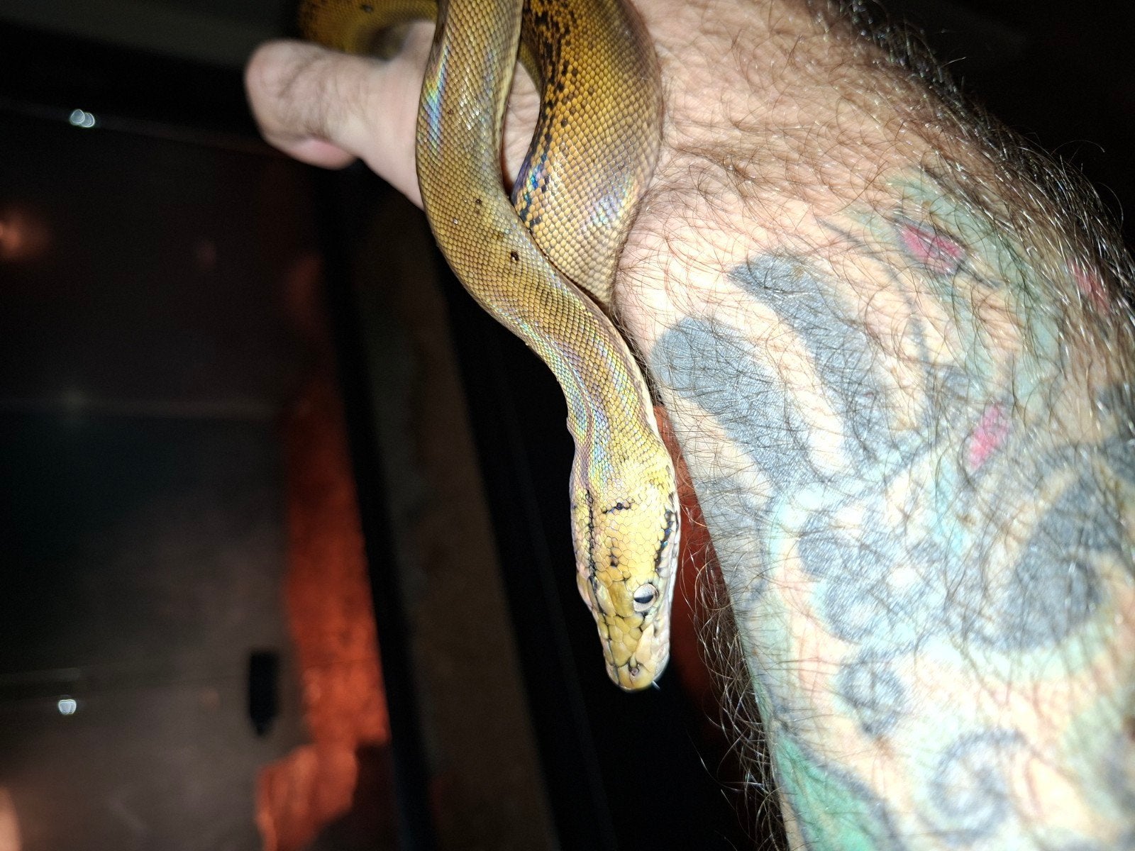 sunfire goldenchild het.purple albino retic nk26, Slang, 0 tot 2 jaar