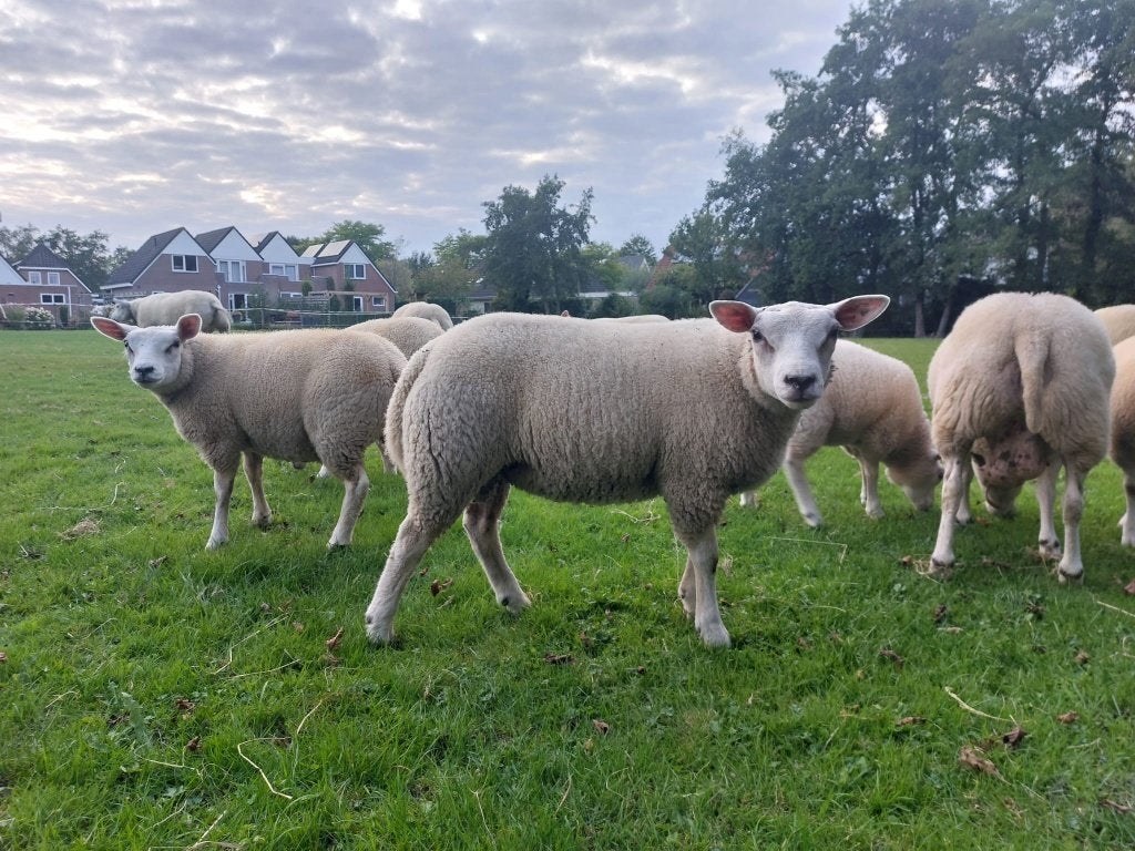 rammen en ooien, Meerdere dieren, Schaap, 0 tot 2 jaar