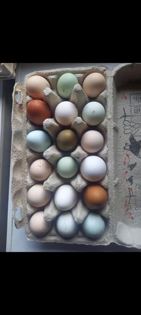 Broedeieren kleurleggers en Cream Legbar, Dieren en Toebehoren, Ophalen of Verzenden, Nieuw, Overige typen