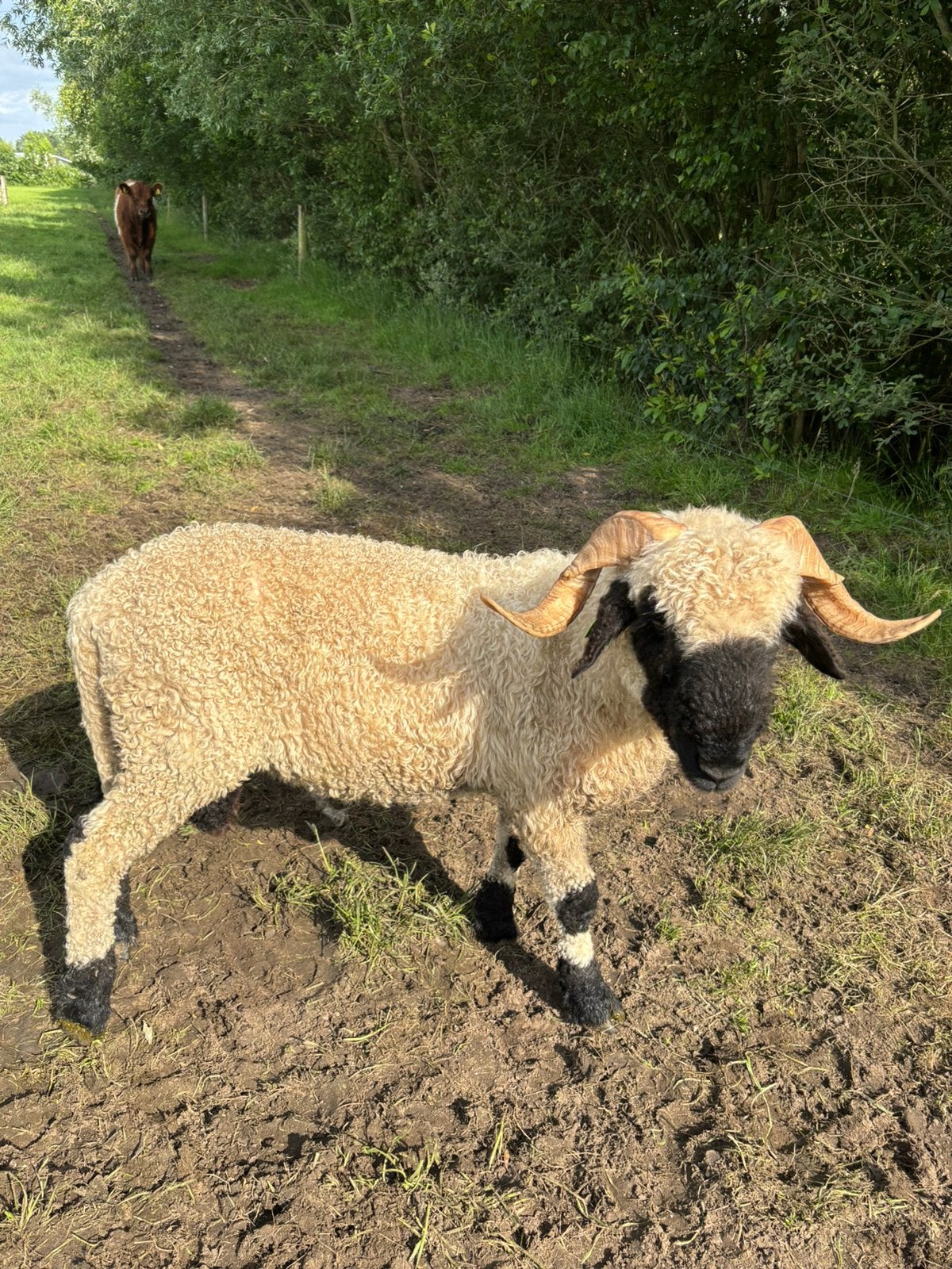 Walliser Swarznaze ram zwoeger en scrapie vrij, Dieren en Toebehoren, Schapen, Geiten en Varkens, Mannelijk, Schaap