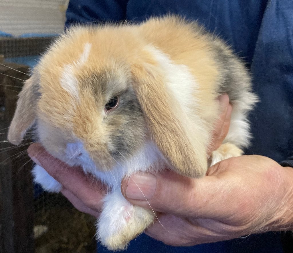 Jonge hangoordwergkonijnen / hangoor dwergkonijntjes te koop, Meerdere dieren, Dwerg, Hangoor, 0 tot 2 jaar