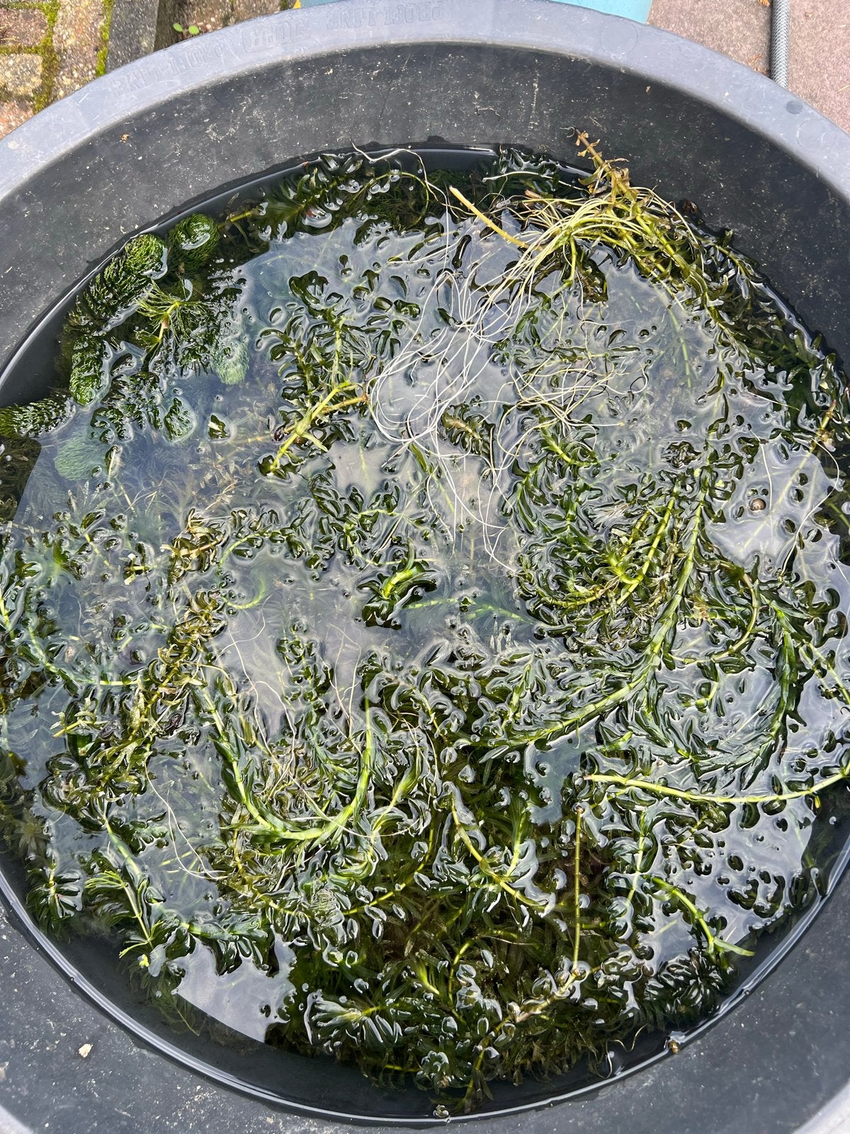 Zuurstofplanten waterpest gratis, Ophalen, Gebruikt