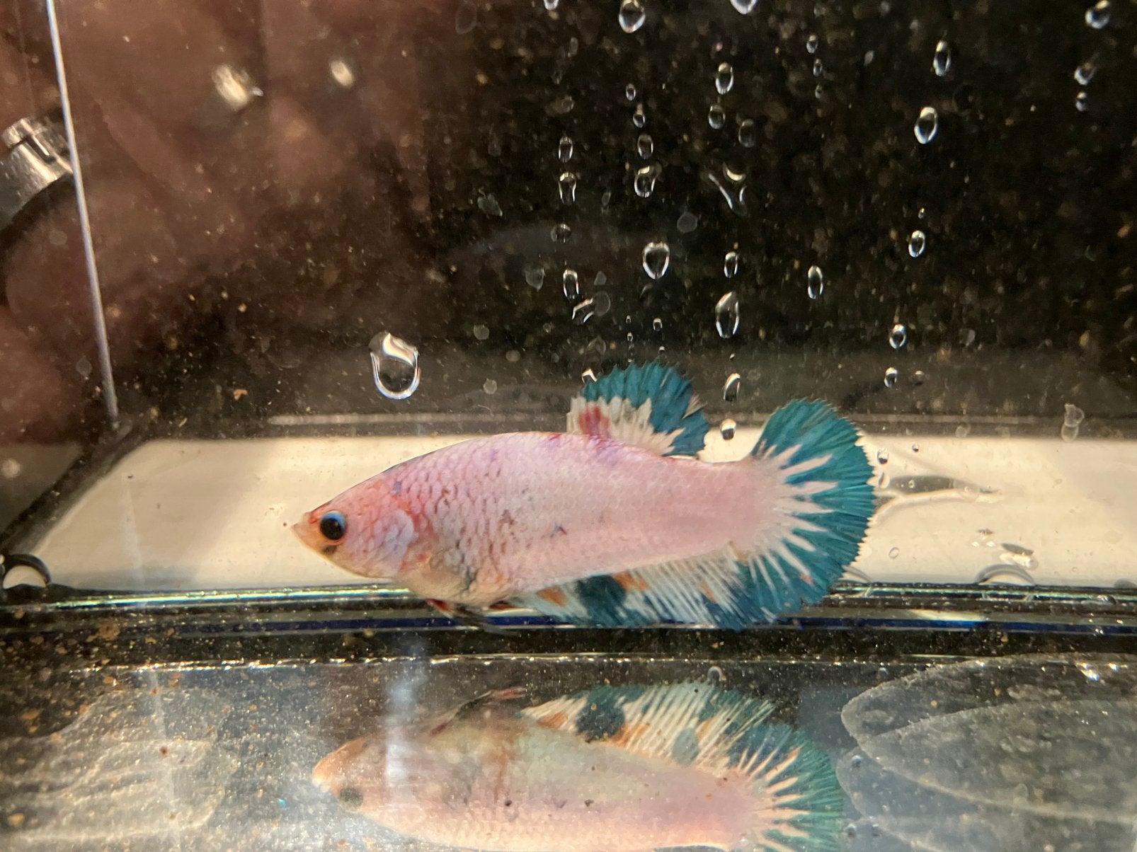 Mooie wit/blauwe betta vrouw te koop!, Vis