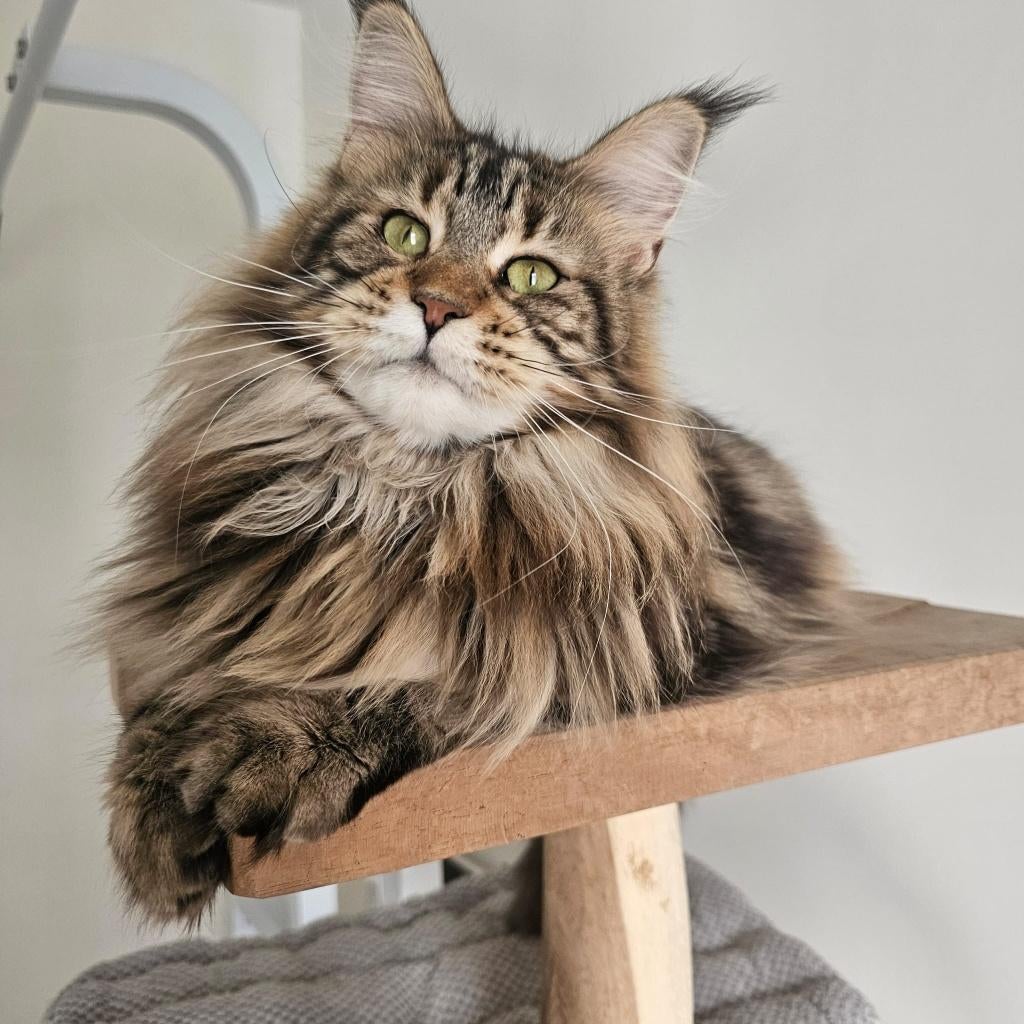 Prachtige Maine Coon poes beschikbaar voor herplaatsing, Poes, Met stamboom, 0 tot 2 jaar