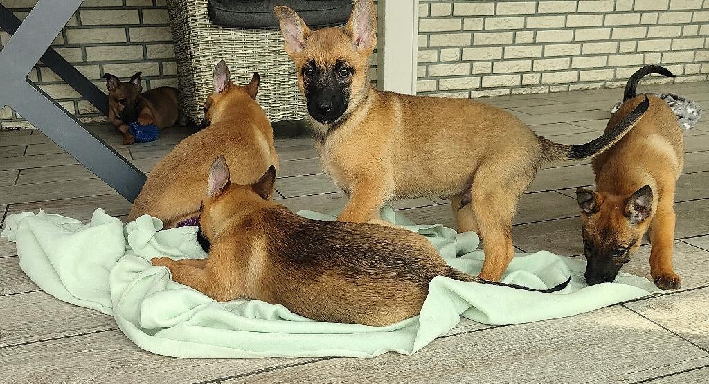 sociale mechelse herder pups toplijn beide ouders aanwezig, Dieren en Toebehoren, Honden | Herdershonden en Veedrijvers, Parvo