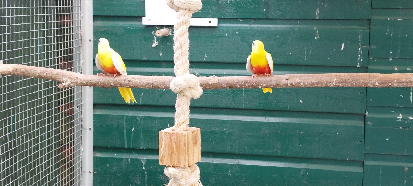 Te koop, Meerdere dieren, Parkiet, Geringd