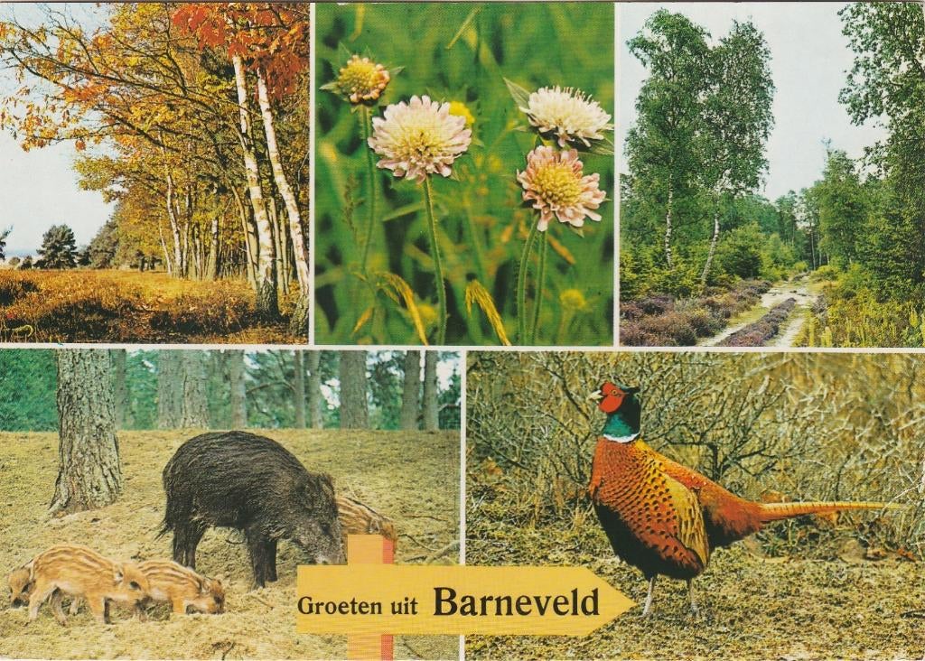 BARNEVELD Bos Zwijn Fazant Groeten, Verzamelen, Ansichtkaarten | Nederland, Verzenden, 1980 tot heden, Gelopen, Gelderland