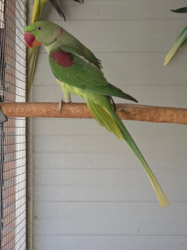 Alexanders, Meerdere dieren, Parkiet, Geringd