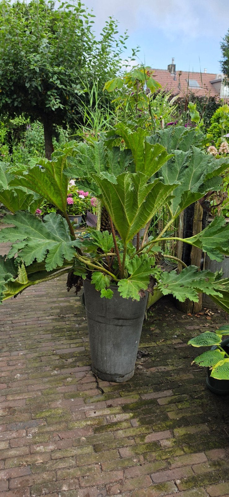 Gunnera: Indrukwekkend groot, Tuin en Terras, Vaste plant, Halfschaduw, Zomer, Ophalen