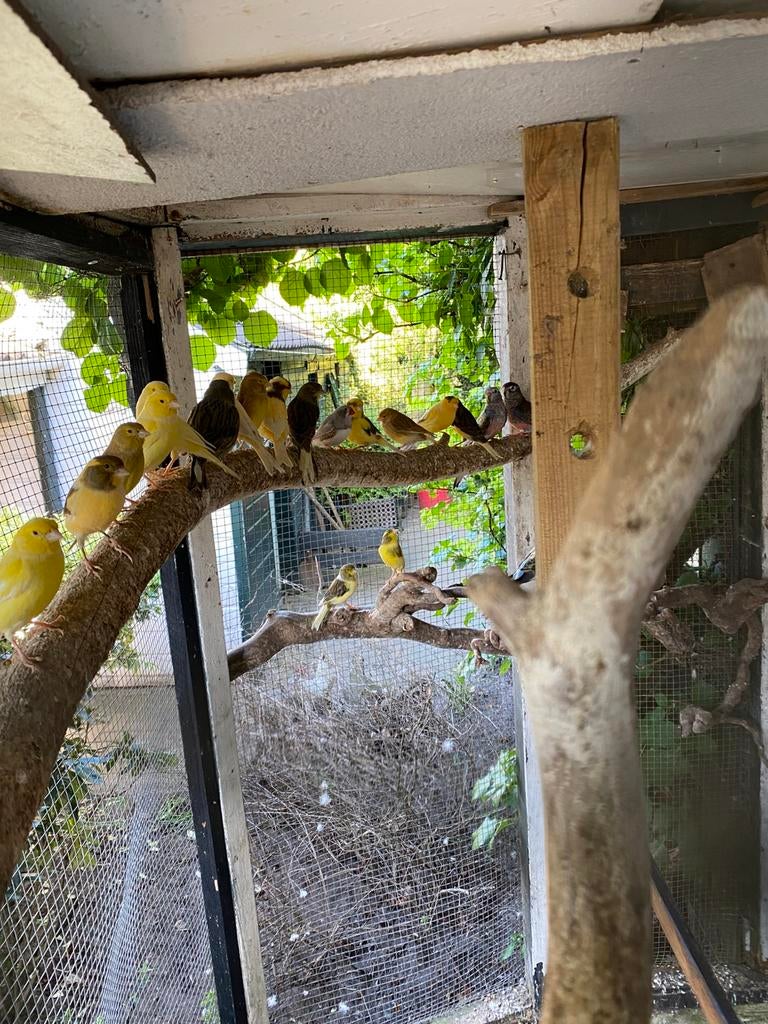 Kanaries, Dieren en Toebehoren, Meerdere dieren
