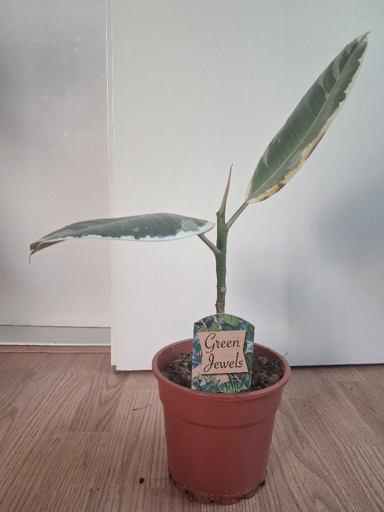 Ficus Elastica Tineke - Rubberboom / Rubberplant H: 50 cm., Huis en Inrichting, Kamerplanten, Ophalen, Ficus, Halfschaduw, Minder dan 100 cm
