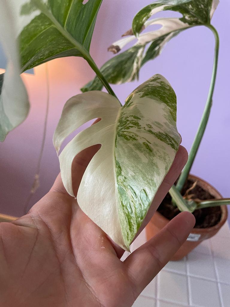 Monstera Variegata Plant - Half Moon - zeldzaam!, Huis en Inrichting, Kamerplanten, Ophalen, Overige soorten, Halfschaduw, In pot