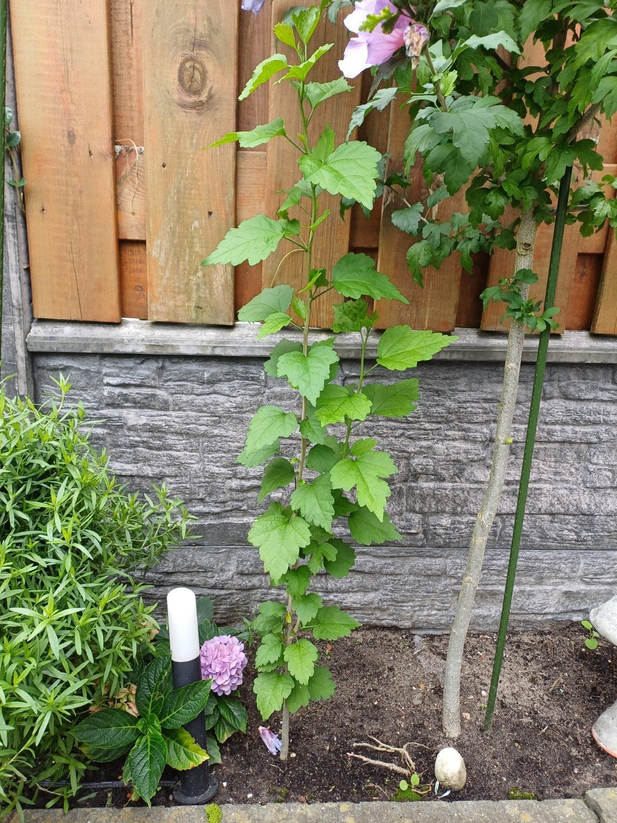 Hibiscus (96 cm), Ophalen, Minder dan 100 cm, Overige soorten, Zomer