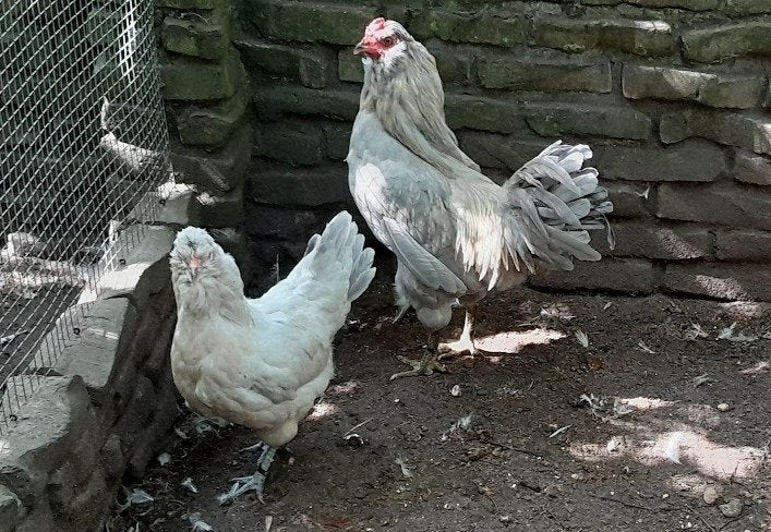 Araucana haan, Dieren en Toebehoren, Mannelijk, Kip