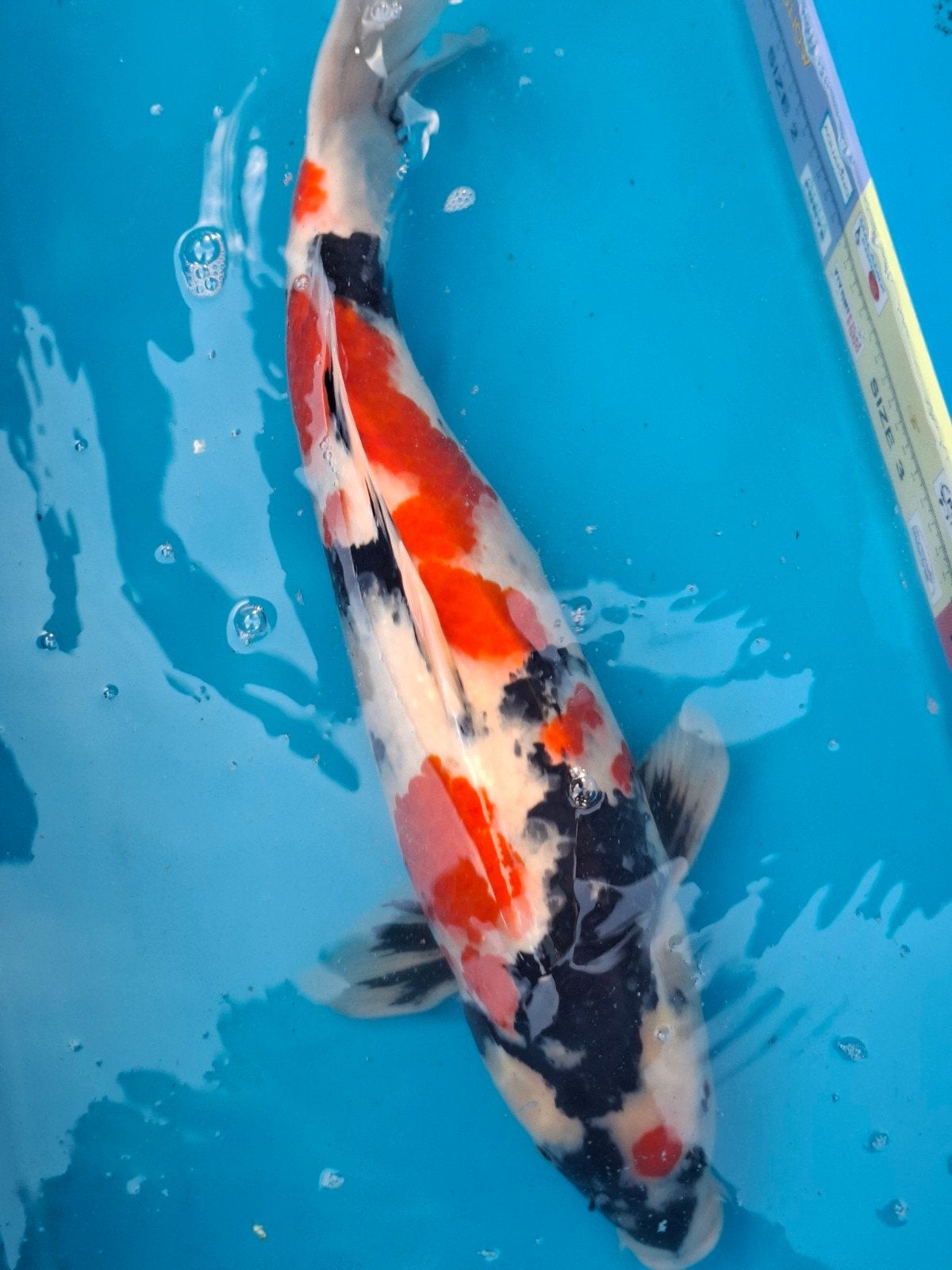 te koop isa showa, Karper of Koi