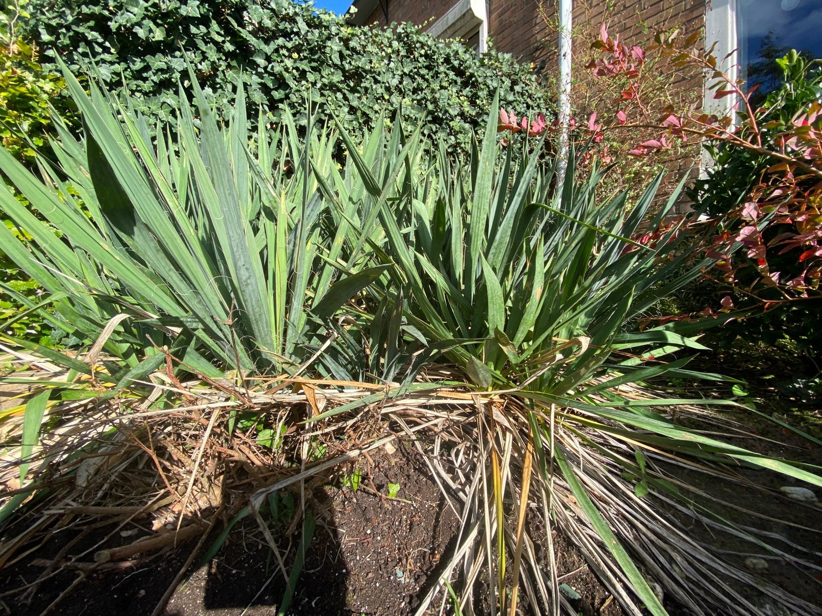 Yucca palmlelie, Volle zon, Vaste plant, Zomer, Ophalen