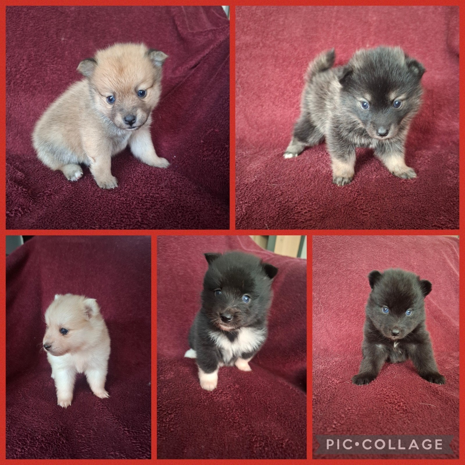 5 pomsky pups, Overige rassen, 8 tot 15 weken, Meerdere, Meerdere dieren