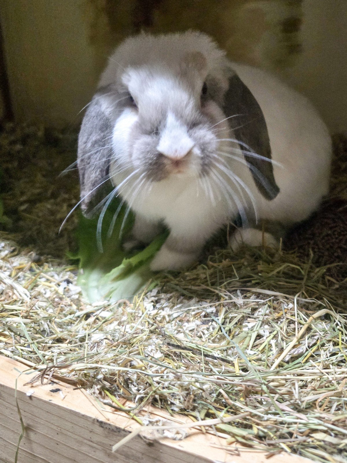 leuke voedster, Dieren en Toebehoren, Vrouwelijk, Dwerg, Hangoor, 0 tot 2 jaar