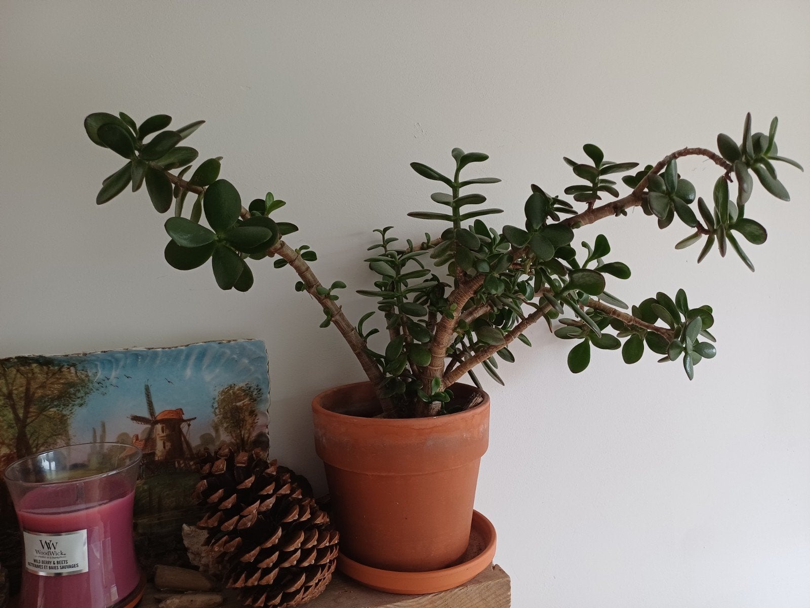 Geldboom (Crassula ovata) - Sterke en makkelijke plant, Ophalen