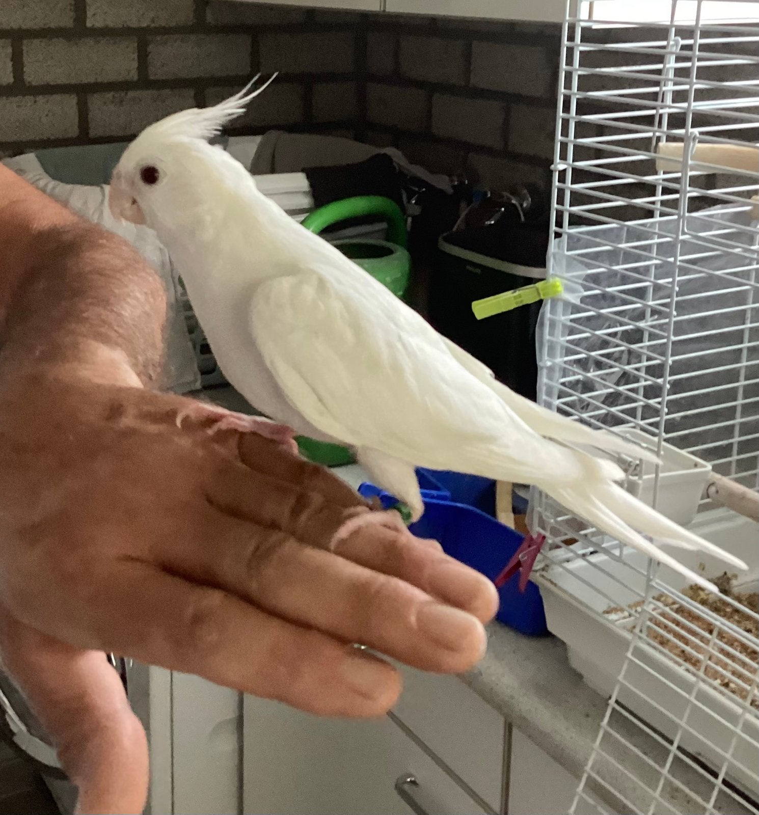 Tamme valkparkiet 2026, Dieren en Toebehoren, Geslacht onbekend, Parkiet, Tam