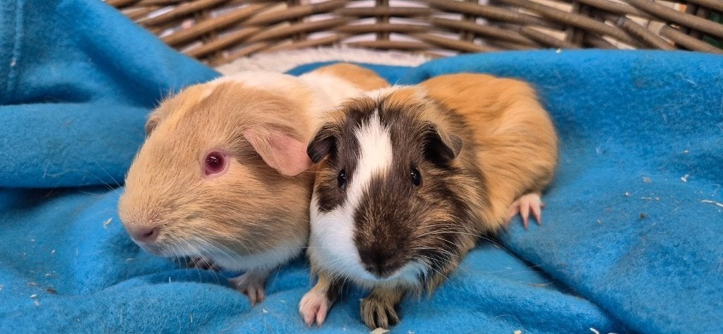 Caviakoppel RODNEY & RODY uit de opvang zoeken een tehuis!, Dieren en Toebehoren, Mei, Meerdere dieren, Cavia