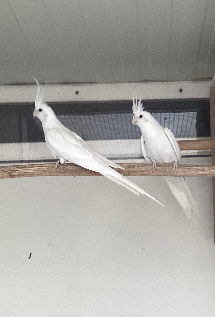 Koppel albino valkparkieten 2024., Dieren en Toebehoren, Meerdere dieren, Parkiet, Geringd