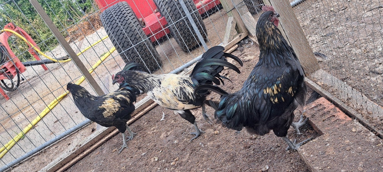5 Jonge hanen te koop, Dieren en Toebehoren, Mannelijk, Kip